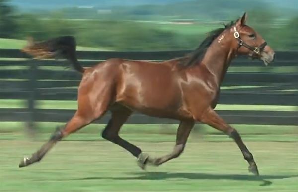 Standard Bred Yearlings